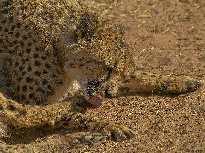 Cheetah, Okonjima